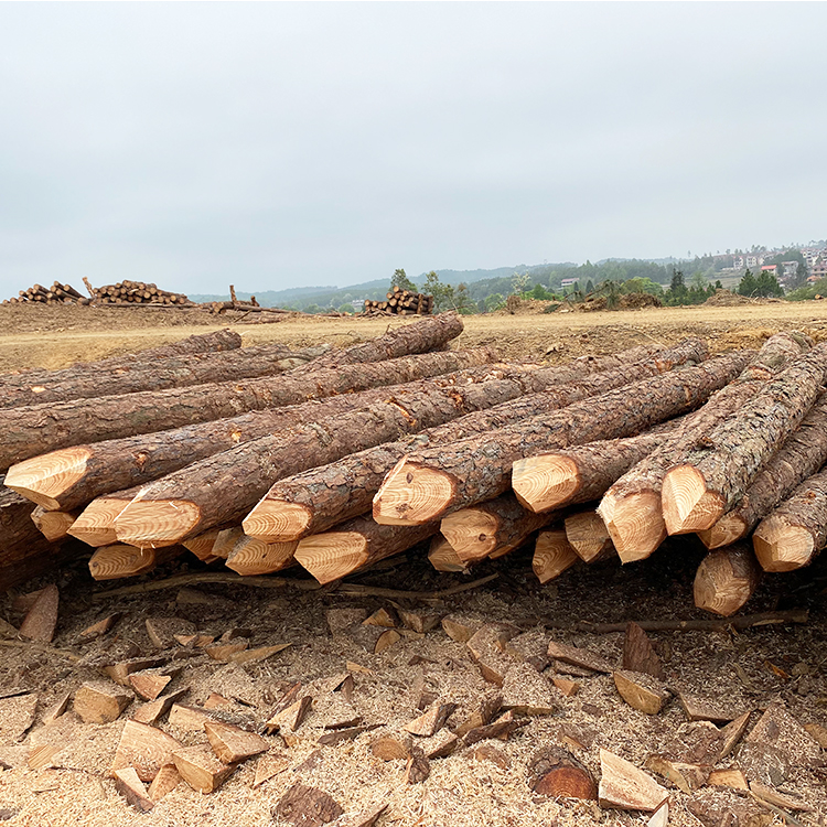 護(hù)坡用松木樁供應(yīng)商廠家哪里有？