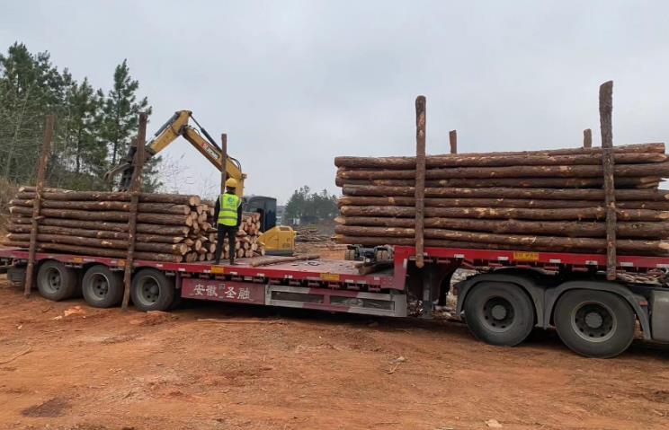 松木樁和杉木樁哪個更適合打木樁？兩者區(qū)別有哪些？