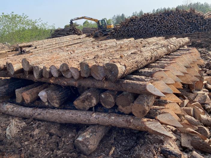 松木樁可做永久基礎(chǔ)處理(打造最牢固基礎(chǔ)，松木樁無可比擬)
