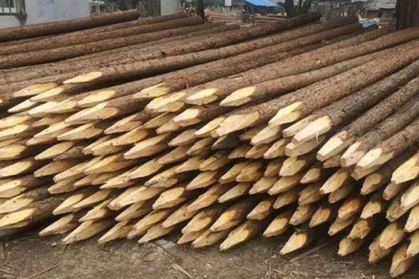 松木樁為什么要削尖，松木樁削尖技巧