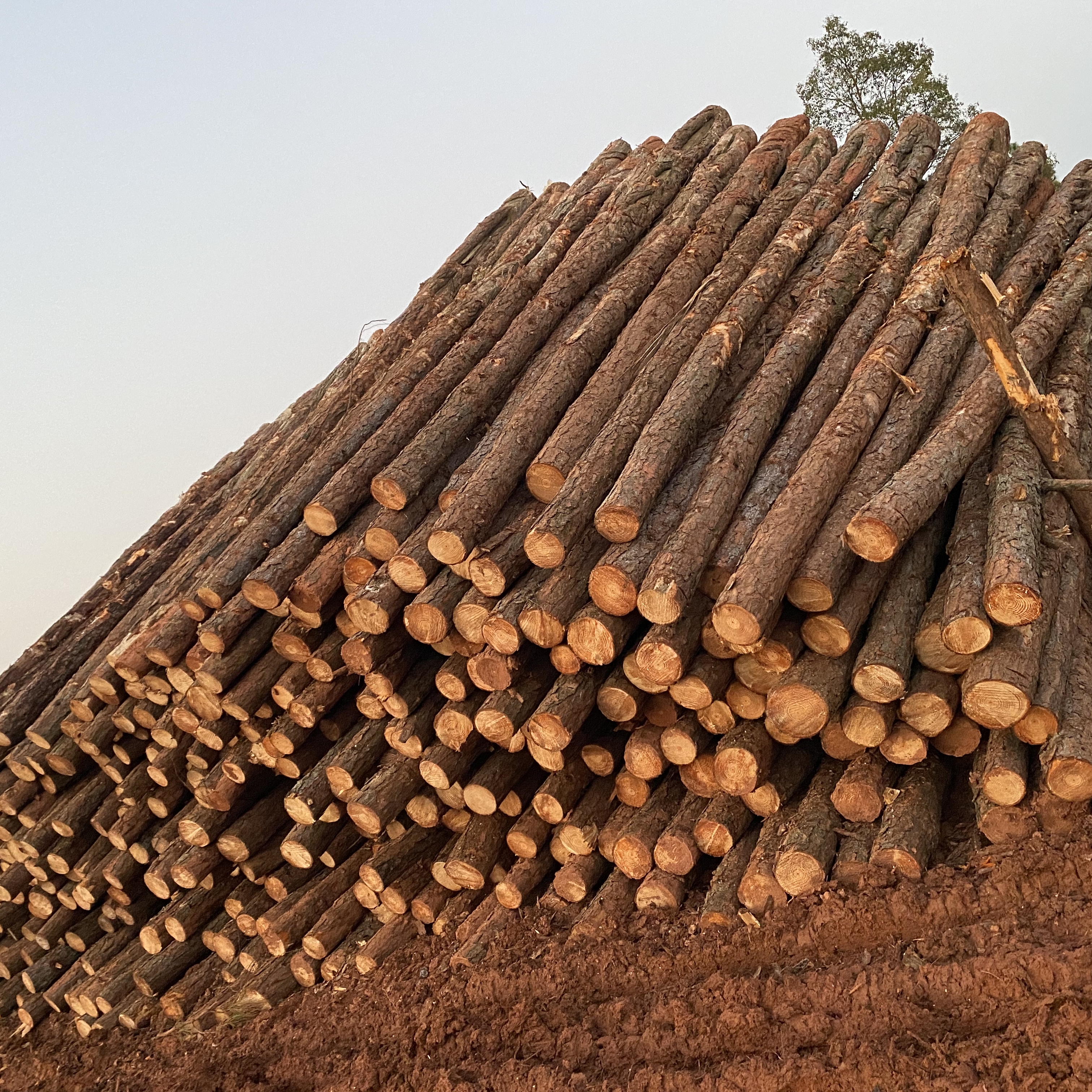 松木樁廠家泓樺錦嘉-松木樁施工后出現(xiàn)松動(dòng)怎么加固？